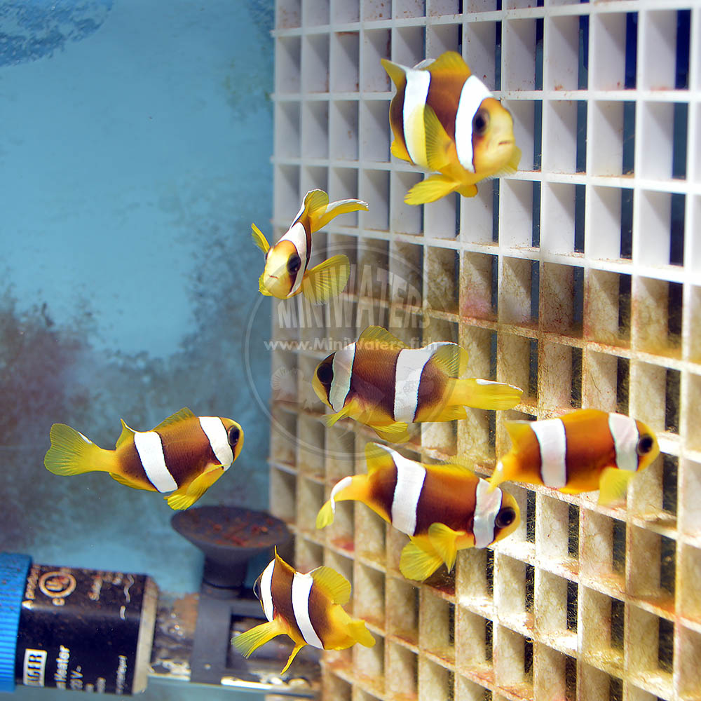 Amphiprion latifasciatus Alchetron, the free social encyclopedia