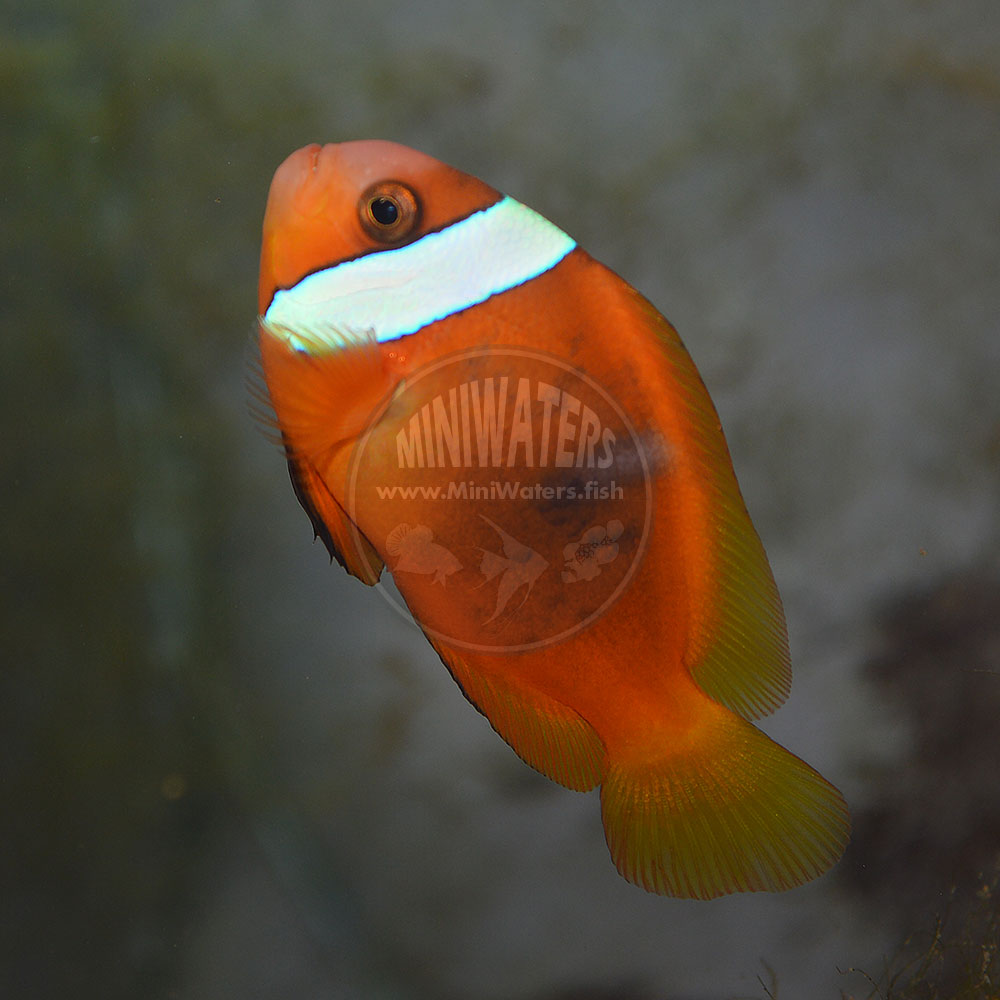 Amphiprion melanopus “New Caledonia Blue Stripe Cinnamon” Clownfish