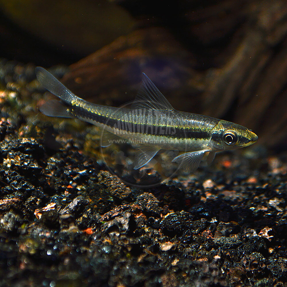 Crossocheilus spp. "True Siamese Algae Eater" Shop MiniWaters.FISH