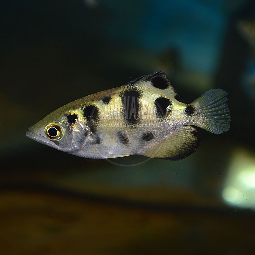 -SPONSOR- - For Sale - Unusual Rare Archerfish - Group of 7 - $299