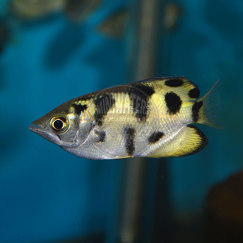Toxotes microlepis “Golden or Smallscale Archerfish” - Shop MiniWaters