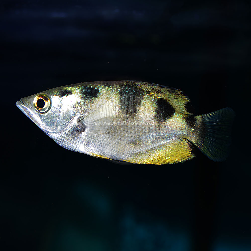 -SPONSOR- - For Sale - Unusual Rare Archerfish - Group of 7 - $299