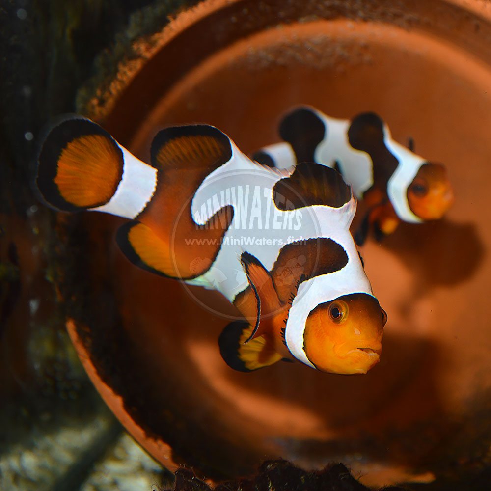 Amphiprion ocellaris "Fancy White" Clownfish Shop MiniWaters.FISH