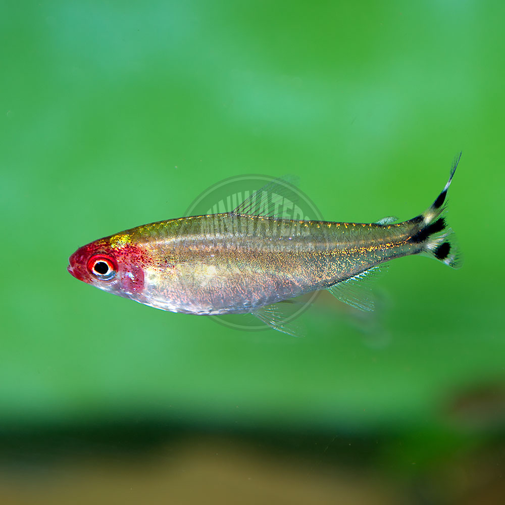 Hemigrammus bleheri "Rummynose Tetra" Shop MiniWaters.FISH Online