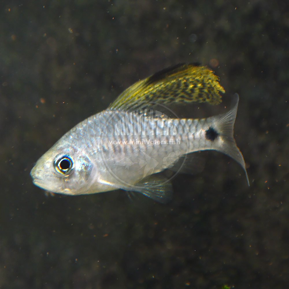 Oerichthys crenuchoides "Drape Fin Barb" Shop MiniWaters.FISH