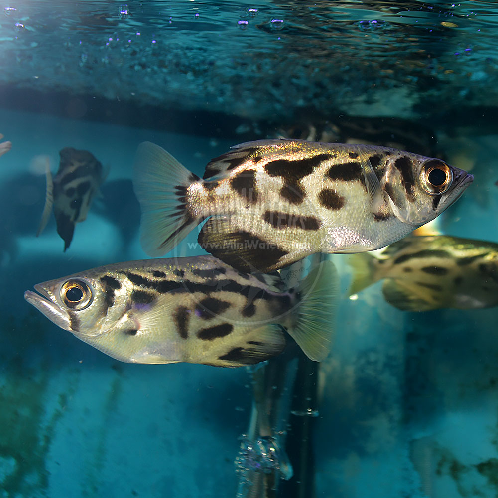 -SPONSOR- - MiniWaters.FISH - Glorious Clownfish, Dottybacks, New Stock ...